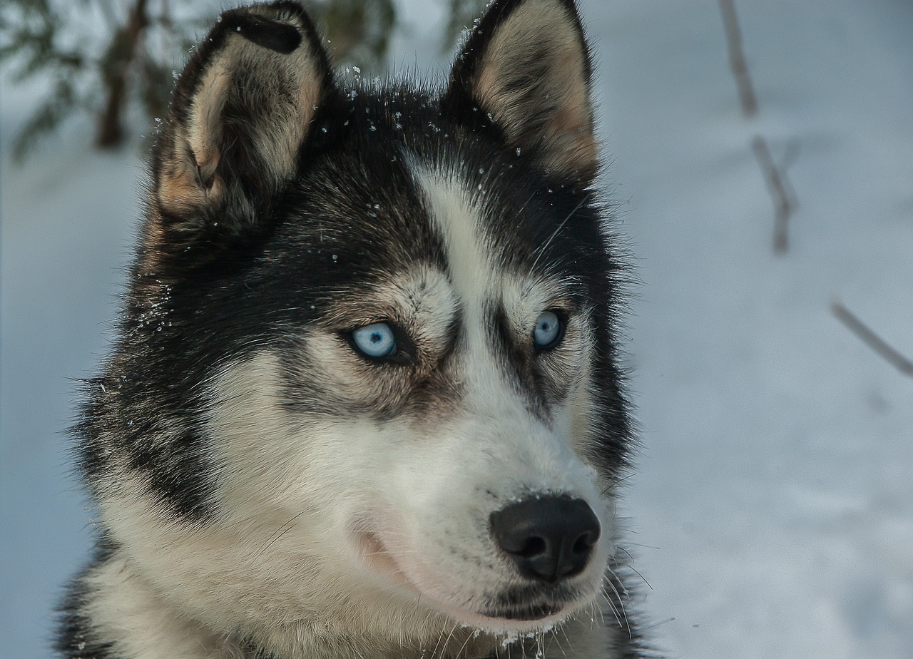 The Characteristics of Siberian Huskies